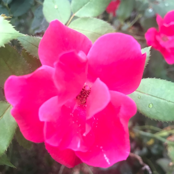 Meet your Posher, Misti - Picture 1 of 1